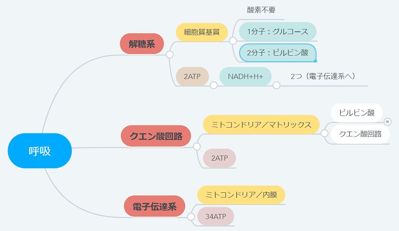 メモリーツリー記憶術 作り方 使い方を図解で説明 さとるの記憶術